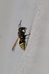 Pachodynerus guadulpensis