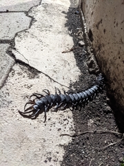 Scolopendra galapagoensis