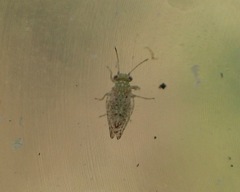 Craspedolepta martini