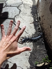 Scolopendra galapagoensis