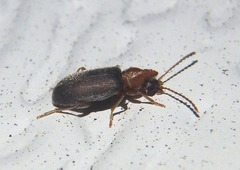 Notoxus murinipennis