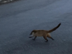 Nasua narica yucatanica