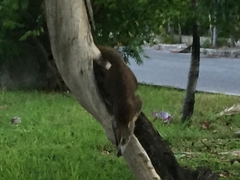 Nasua narica yucatanica