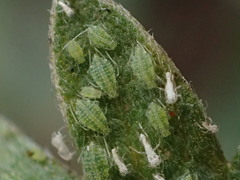 Capitophorus shepherdiae