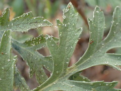 Capitophorus shepherdiae