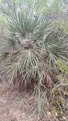 Trithrinax schizophylla