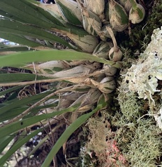 Encyclia tampensis image