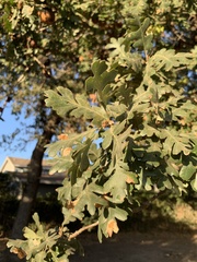 Quercus lobata