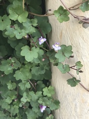 Cymbalaria muralis