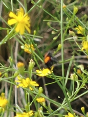 Phidippus cardinalis
