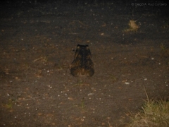 Rhinella horribilis