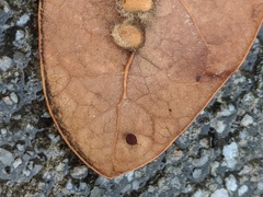 Neuroterus saltatorius texanus