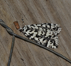 Archephanes zalosema