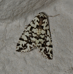Archephanes zalosema
