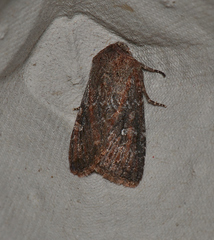 Dasygaster padockina