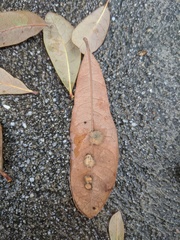 Neuroterus saltatorius texanus