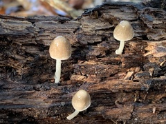 Mycena semivestipes