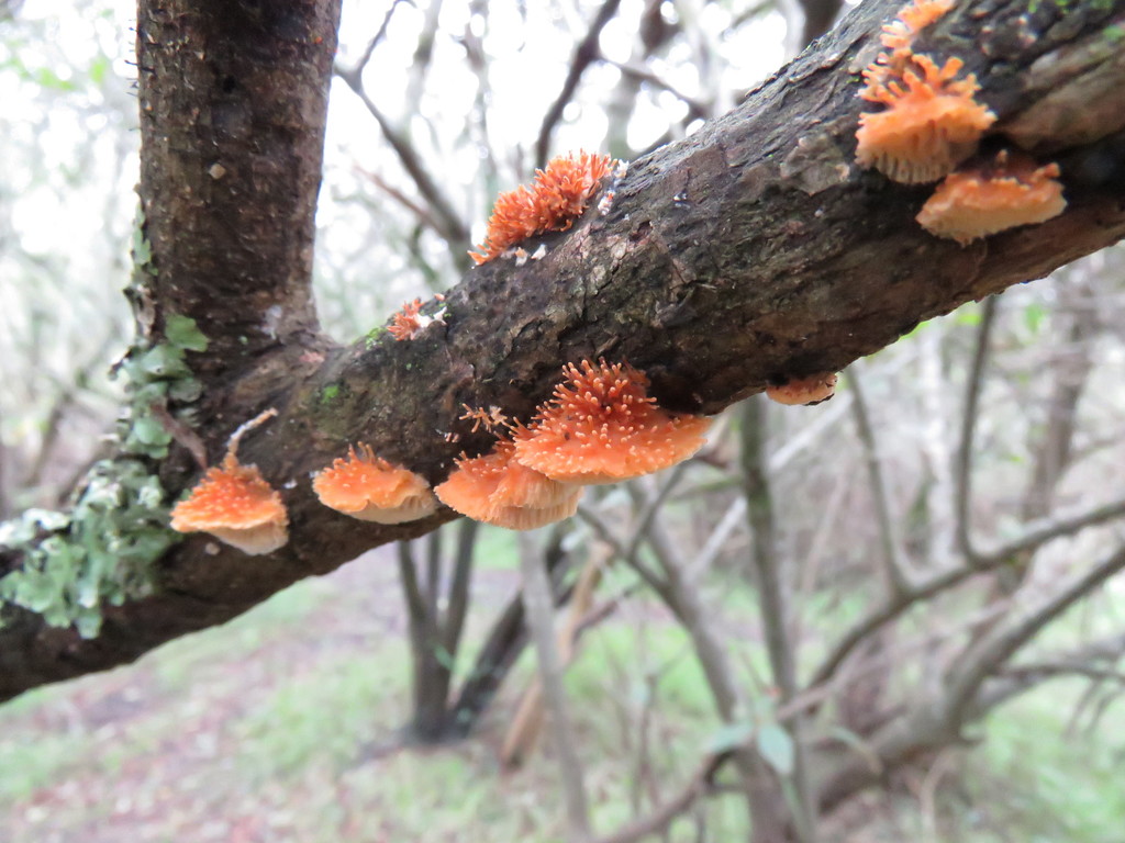 Echinoporia aculeifera · April 2018 · photo: © gustavopuente (iNaturalist, cc-by-nc)