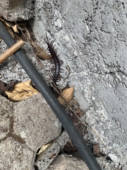 Scolopendra galapagoensis