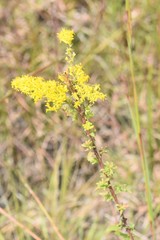Solidago pinetorum