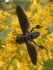 Trichopoda lanipes