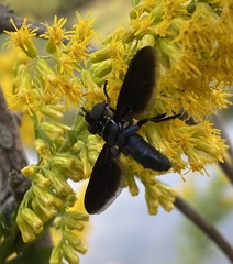 Trichopoda lanipes