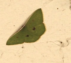 Comostola leucomerata