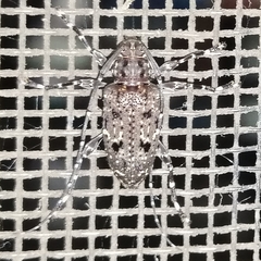 Oedopeza maculatissima