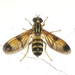 Chrysochlorina - Photo (c) Kozue Kawakami,  זכויות יוצרים חלקיות (CC BY-SA), הועלה על ידי Kozue Kawakami