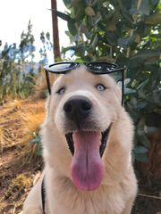 Canis familiaris