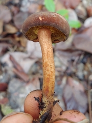 Xerocomus coccolobae
