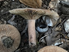Lactarius mutabilis
