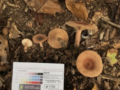 Lactarius mutabilis