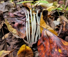 Clavaria fragilis vermicularis