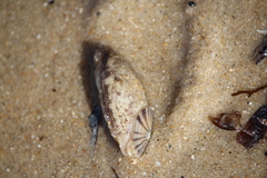 Amblychilepas javanicensis