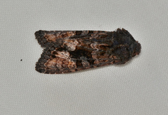 Neumichtis spumigera