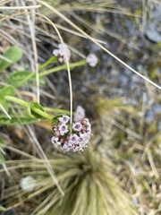 Valeriana carnosa