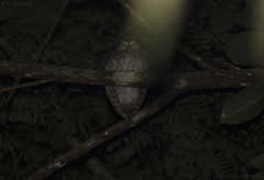 Megascops guatemalae