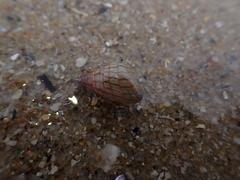 Phasianotrochus bellulus