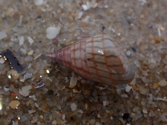 Phasianotrochus bellulus