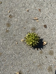 Liquidambar styraciflua