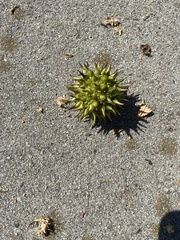 Liquidambar styraciflua