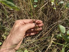 Piptatheropsis canadensis