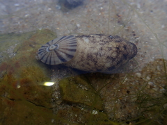 Amblychilepas javanicensis