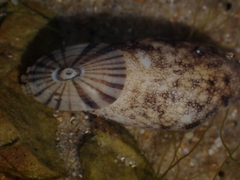 Amblychilepas javanicensis