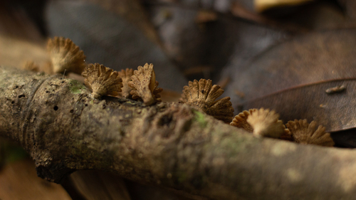 Schizophyllum umbrinum
