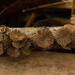 Schizophyllum umbrinum - Photo (c) Denis Zabin, some rights reserved (CC BY), uploaded by Denis Zabin