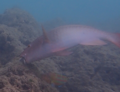 Scarus rubroviolaceus