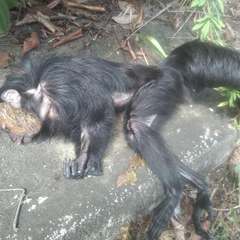 Pithecia chrysocephala