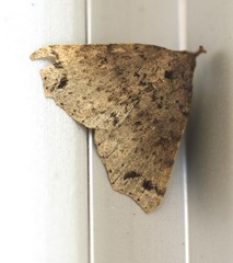 Lithilaria proestans